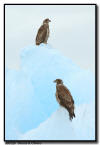 Bald Eagles, Juneau AK