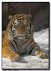 Amur (Siberian) Tiger