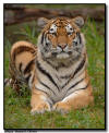 Amur Tiger