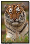 Amur Tiger Portrait