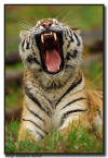 Amur (Siberian) Tiger