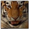 Amur Tiger