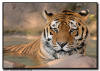 Amur Tiger