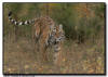 Amur Tiger Running