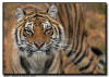 Amur Tiger