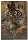 Amur Tiger Grooming