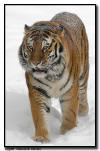 Amur (Siberian) Tiger