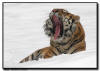 Amur Tiger Yawning