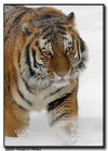 Amur Tiger in a Snowstorm