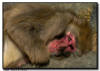 Snow Monkey Resting on the Rocks