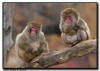 Snow Monkeys in a tree