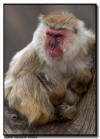 Japanese Snow Monkey