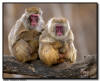 Snow Monkey Grooming