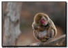 Snow Monkey