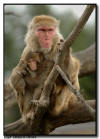 Snow Monkey Baby