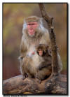 Japanese Snow Monkey