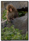 Snow Monkey Baby