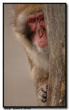 Japanese Snow Monkey