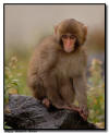 Snow Monkey Baby