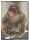 Snow Monkey in Snow Storm