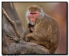 Snow Monkeys in a tree