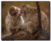 Japanese Snow Monkey Grooming