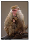 Japanese Snow Monkey Baby