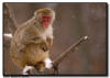 Snow Monkey in Snow Storm