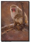 Snow Monkey in Snow Storm