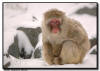Japanese Snow Monkey