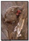 Snow Monkey in a tree
