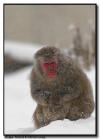 Snow Monkey Close Up