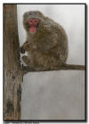 Snow Monkey in a tree