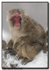 Japanese Snow Monkey