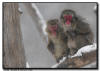 Snow Monkey Pair in Snow Storm