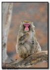 Snow Monkey in a tree