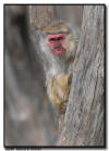 Japanese Snow Monkey