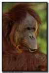 Orangutan