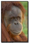 Orangutan Portrait