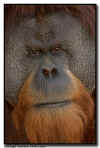 Orangutan