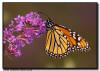 Monarch Butterfly