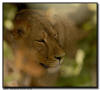 Lioness Close Up