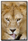 Lion Close Up, San Antonio Tx