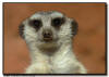 Meerkat Close Up