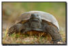 Gopher Tortoise, Naples, FL