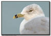 Ring Billed Gull