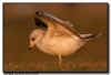Ring Billed Gull Wing Stretch