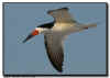Northern Skimmer in Flight