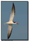 Northern Skimmer in Flight