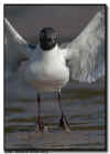 Laughing Gull Landing